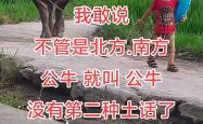公牛，状态爆棚，引发争议！