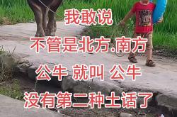 公牛，状态爆棚，引发争议！